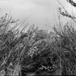 analog-urban-field 